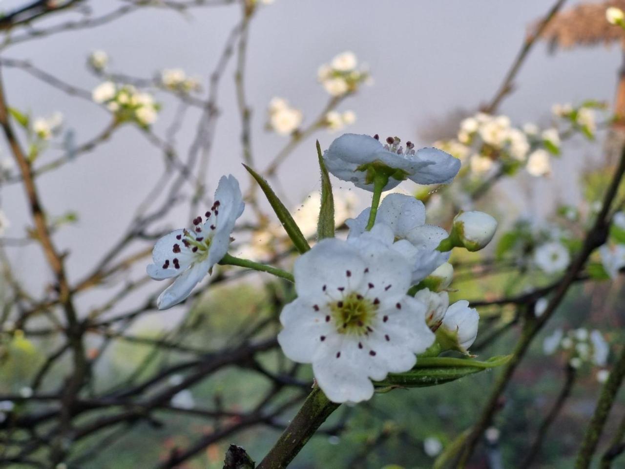Moc Chau Peachy Garden 아파트 외부 사진